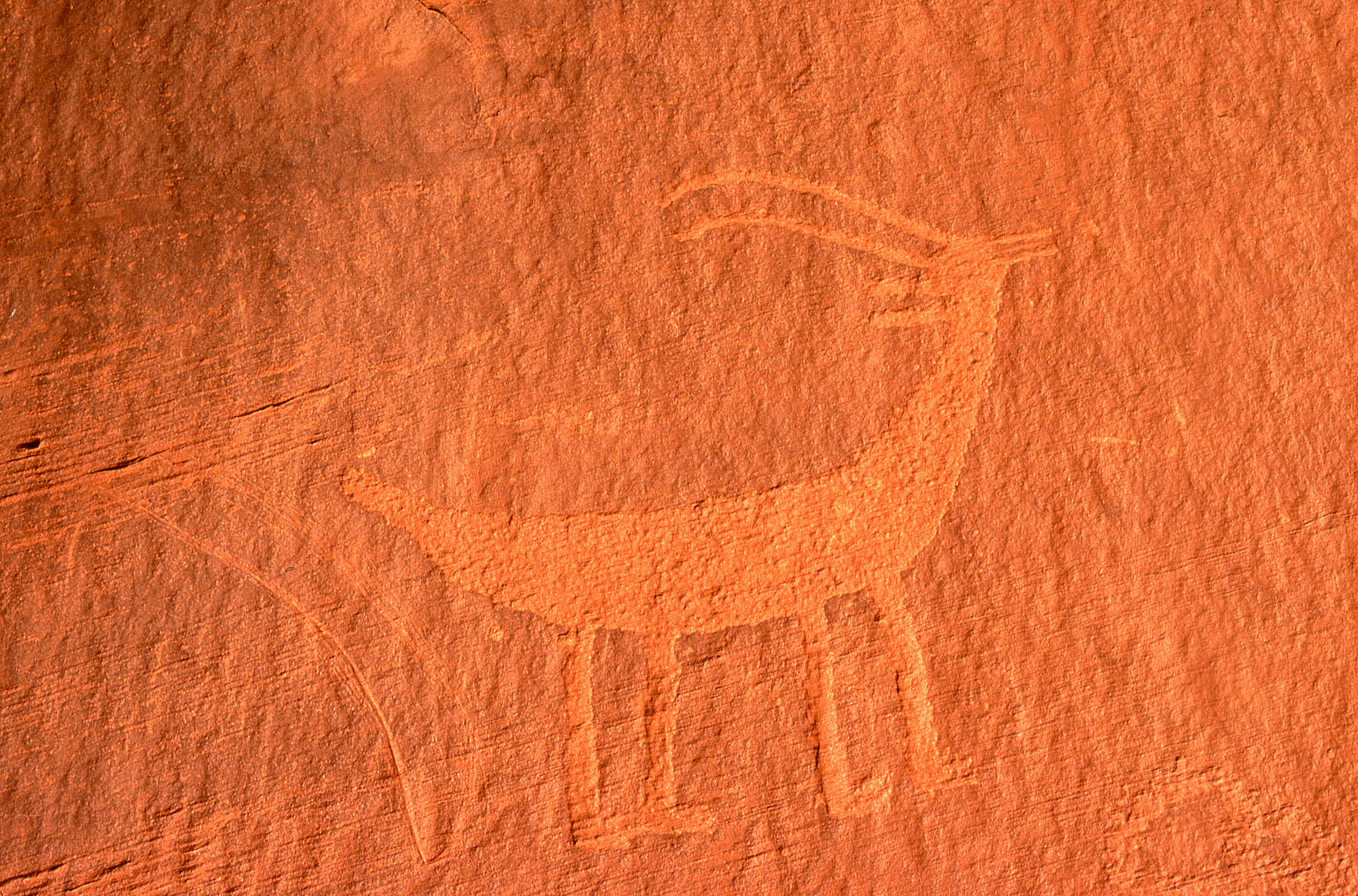 Bighorn sheep  petroglyph, John Annerino, Monument Valley Navajo Tribal Park, Utah-Arizona, Ancestral Puebloan stone etching