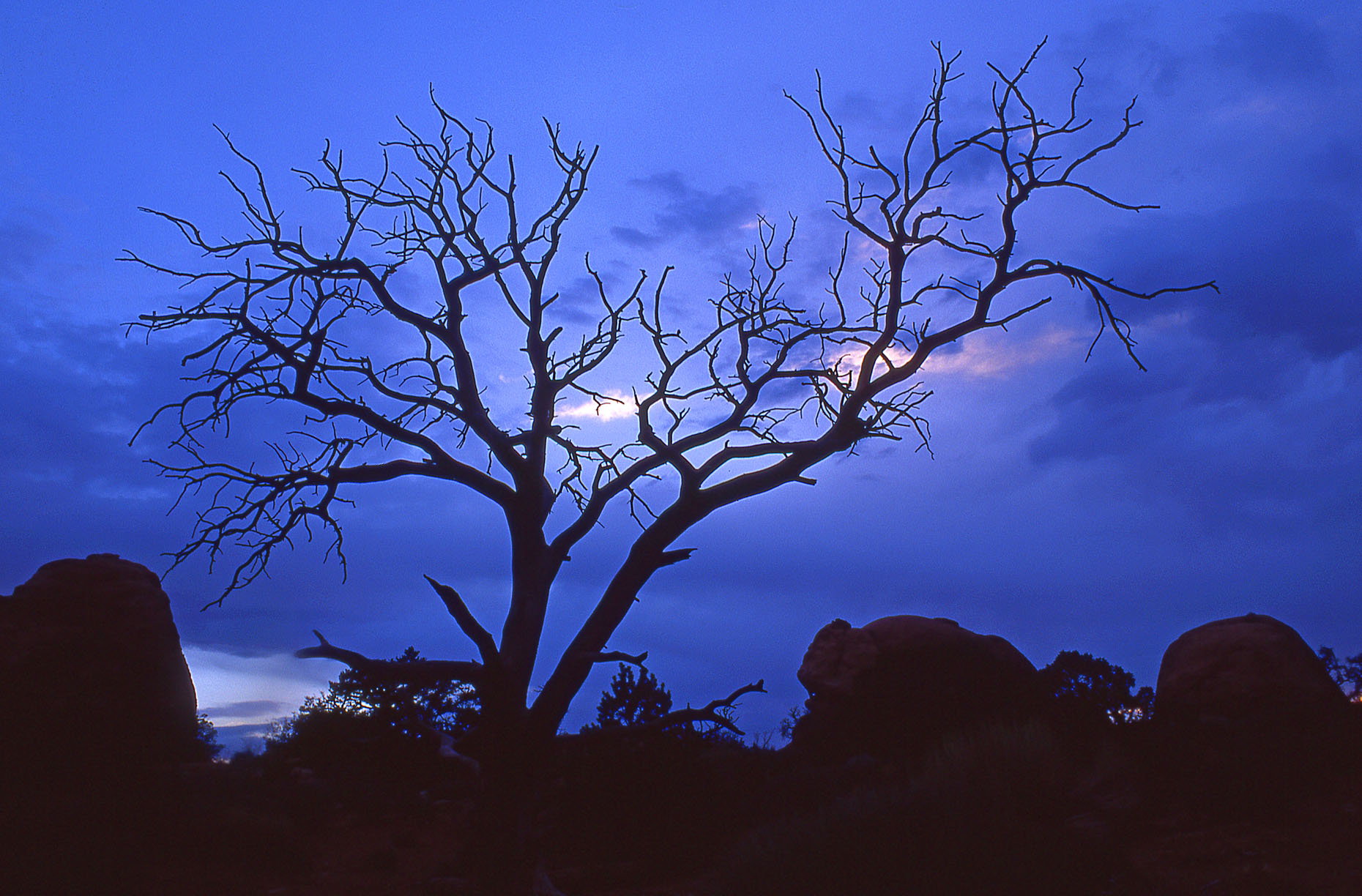 Pinyon tree skeleton, Pinus edulis, Devil