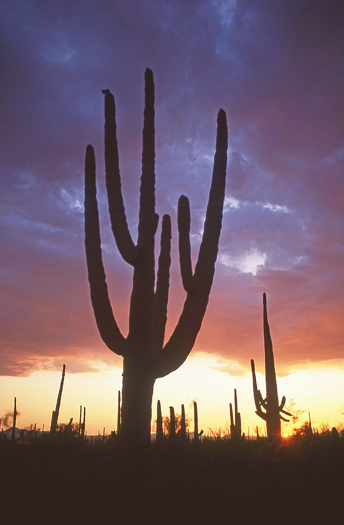 Saguaro cactus forest sunset, John Annerino, Sonoran Desert, Saguaro National Park, AZ